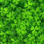 Happy St Paddy’s Day!